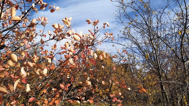 Менуэты смотреть онлайн