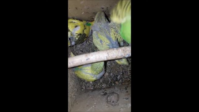 Волнистые попугаи второй выводок (гнездо) смотреть онлайн