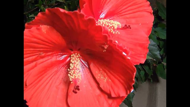 Midnight Marvel Hibiscus смотреть онлайн
