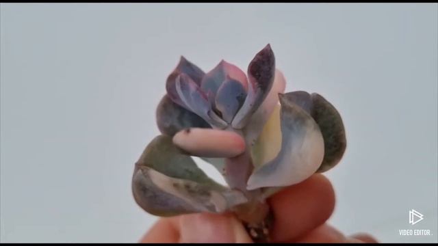 Echeveria Cubic Frost variegated смотреть онлайн