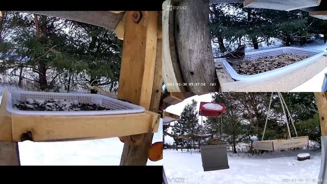 2021 Jan 30: Livestream bird feeding station. Ripley, Ontario Canada by AtHomeFriendlyTecGuy смотреть онлайн