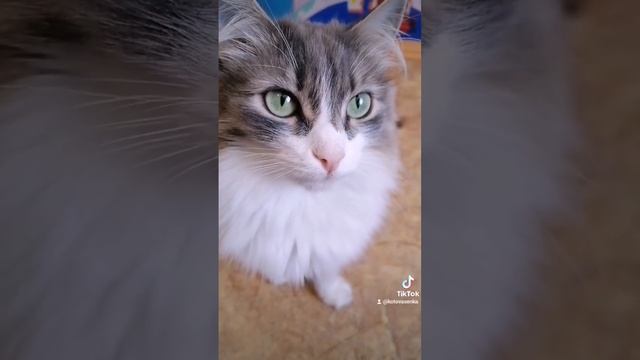ХВОСТ ДЕРГАТЬ НЕЛЬЗЯ смотреть онлайн