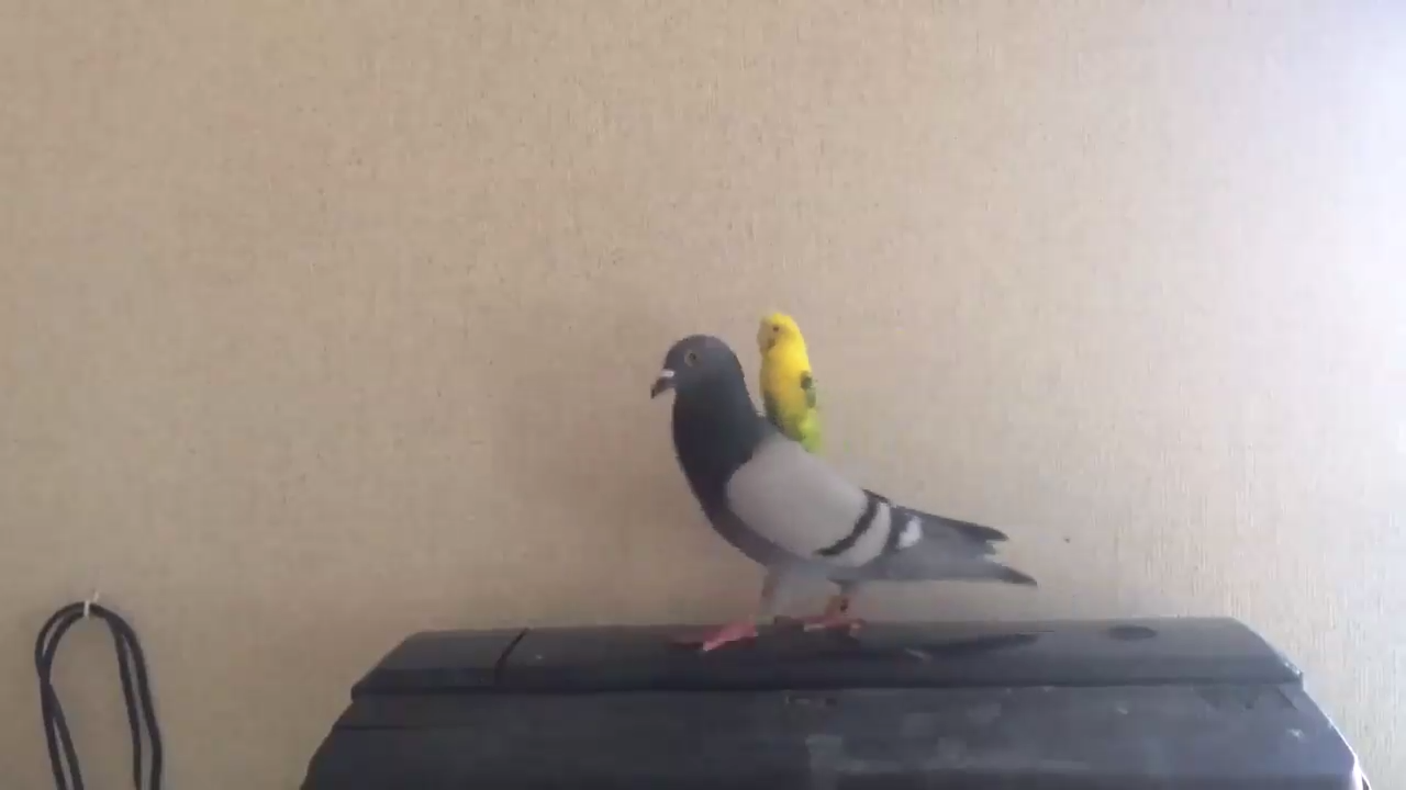 Японский голубь катает на себе попугая смотреть онлайн