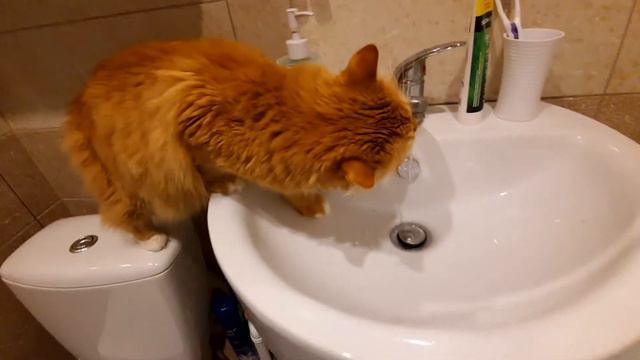 как пьёт кошка. смотреть онлайн