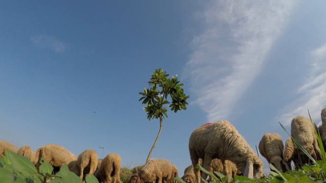 Зоопарк в вашей стране