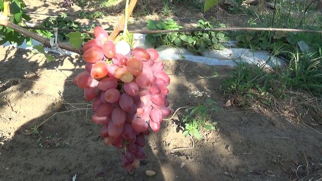 ЛЮБАВА смотреть онлайн