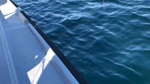 Треска | Морская рыбалка | Сахалин