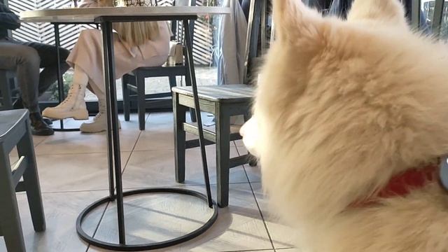 Остров Канта , Калиниград смотреть онлайн