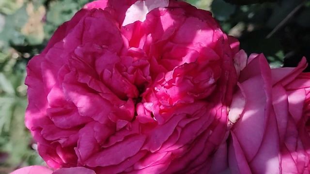 22 ПЛЕТИСТЫХ РОЗЫ В МОЕМ САДУ | ПЛЕТИСТЫЕ РОЗЫ: СОРТА, ХАРАКТЕРИСТИКИ, ОПИСАНИЕ смотреть онлайн