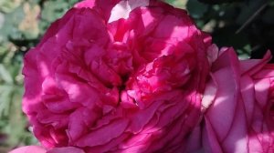 22 ПЛЕТИСТЫХ РОЗЫ В МОЕМ САДУ | ПЛЕТИСТЫЕ РОЗЫ: СОРТА, ХАРАКТЕРИСТИКИ, ОПИСАНИЕ