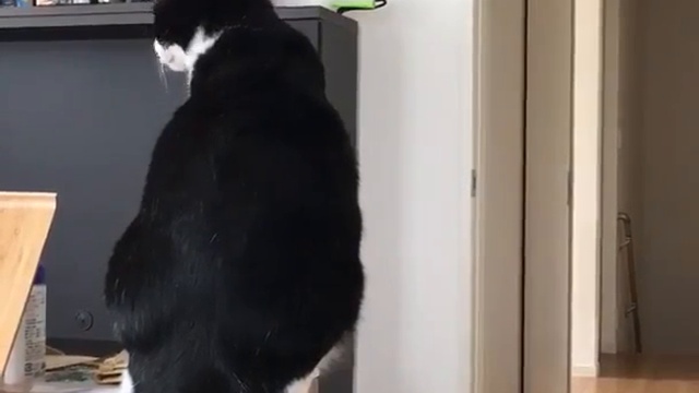 Тик-так кот смотреть онлайн