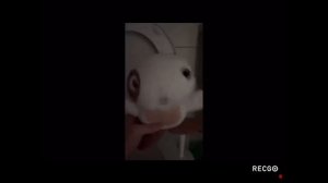 ТУПЫЕ КЛОНЫ МАРАЗМА!!!