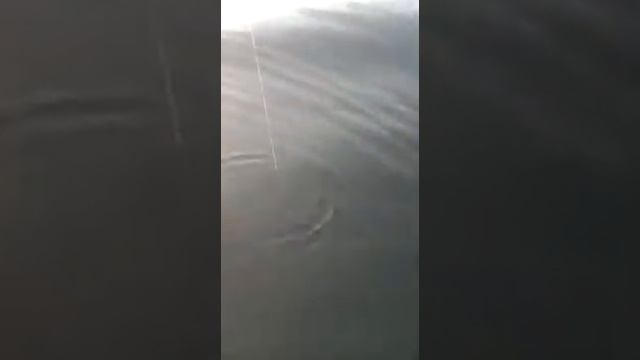 Рыбалка во Владивостоке смотреть онлайн