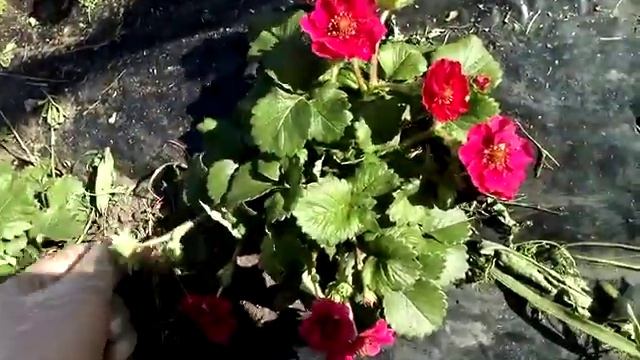 Саженцы клубники Саммер Бриз Роуз г. Омск Ферма "Омская Ягода". смотреть онлайн