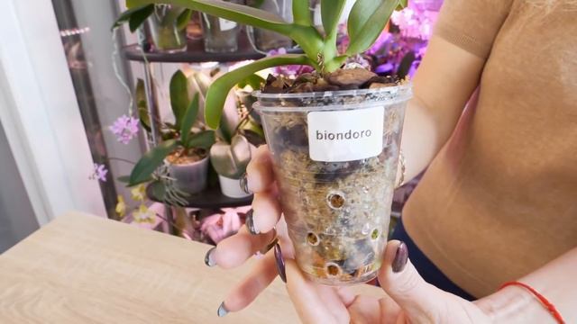 Орхидеи РАСТУТ ЕЩЁ КАК! НЕ бойтесь его оставить. Минус СТРЕСС./ Посылка - подарок от СВЕТЛАНЫ. смотреть онлайн