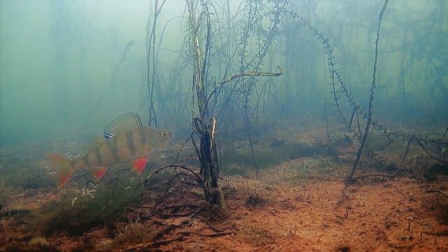 ПЕРВЫЙ ЛЁД. ПЕРВАЯ ПОКЛЁВКА. ПЕРВЫЙ ОКУНЬ смотреть онлайн