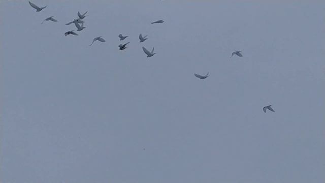 7 января . С Рождеством Христовым ! смотреть онлайн