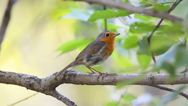 The European robin (Erithacus rubecula) смотреть онлайн