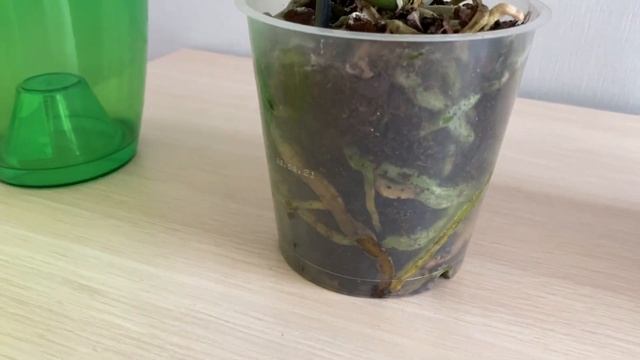 ?Новинки орхидей. Феррара, Голден Бьюти, Лас Вегас смотреть онлайн