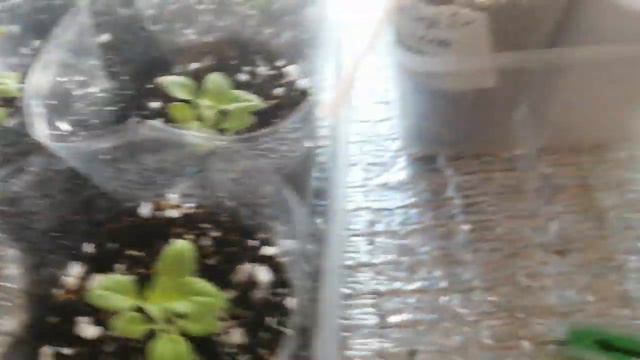 Обзор рассады 22.03.2020 смотреть онлайн