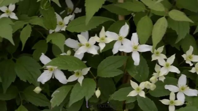 Clématite montana wilsonii - Clematite.net - Spécialiste des plantes de jardin смотреть онлайн