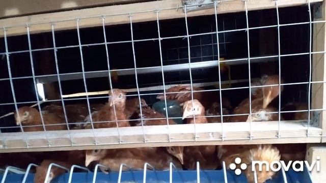 Чем кормить цыплят Ломан Браун смотреть онлайн