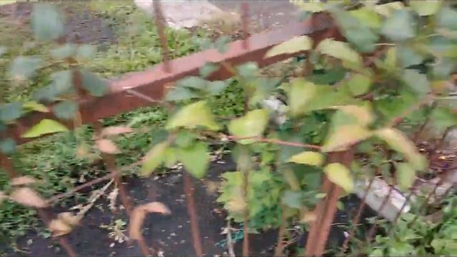 #ДАЧА#РОЗА#ПОЛИАНТОВАЯ ИЗ СЕМЯН смотреть онлайн