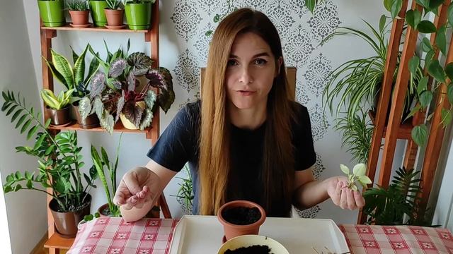 Peperomia Pixie Lime Propagation