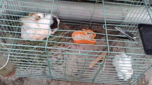 Морская свинка.Зубы свинок лечение.