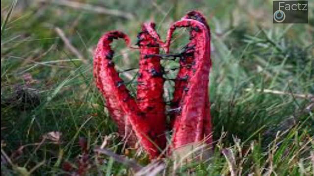 Top 10 Creepiest Fungi | Zombie Fungi | Killer Fungus смотреть онлайн