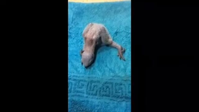 Лечение лап у птенцов попугаев смотреть онлайн