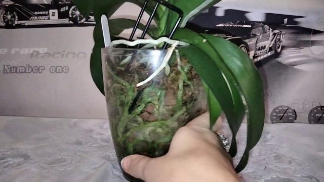 Орхидея Тайсуко Джаспер (Phal. Taisuco Jasper) смотреть онлайн