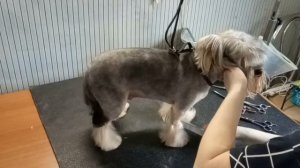 Груминг йоркширского терьера. Летняя прическа для йорка Цедрика