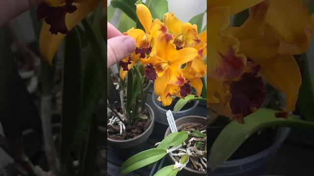 ORCHID COLLECTION TOUR - PART 1 смотреть онлайн