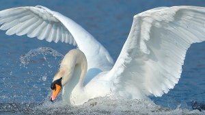 Крылья лебяжие  *         Фолк- рок   *   Ирина Белякова