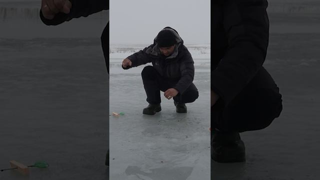 Карп утаскивает удочку смотреть онлайн
