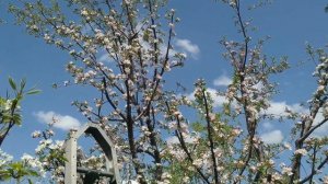 Для чего вбивают гвоздь в ствол плодового дерева #СадОгород