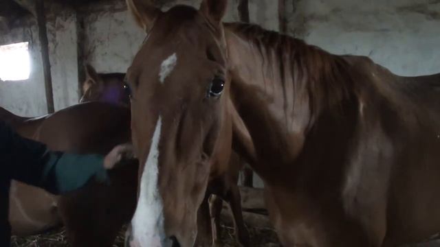 хутор Камышев Конзавод смотреть онлайн