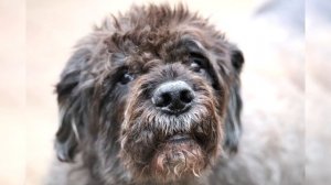 Фландрский бувье. Плюсы и минусы, Цена, Как выбрать, Факты, Уход, История
