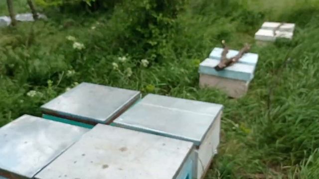 На втором точке. Конец рапса нужно качать ??? смотреть онлайн