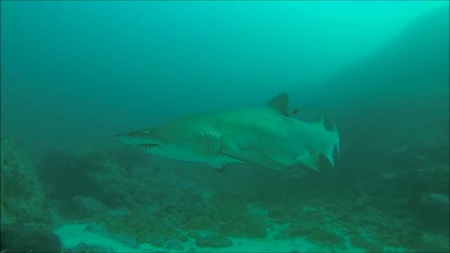 Акулы в Тихом Океане: видео клип про акул на свободе. Песчаная акула в океане у берегов Австралии смотреть онлайн