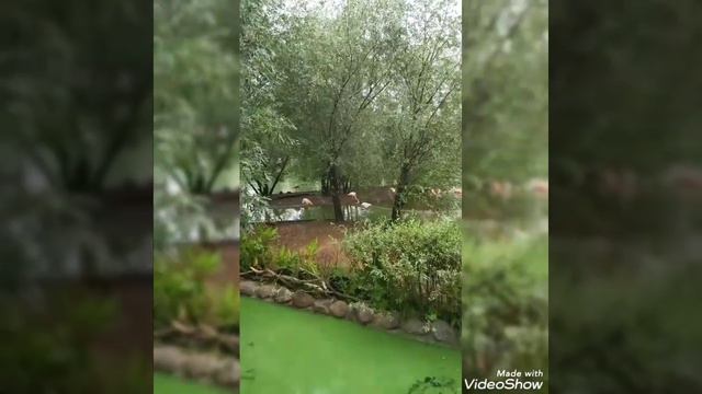Московский Зоопарк 28.07.2021 смотреть онлайн