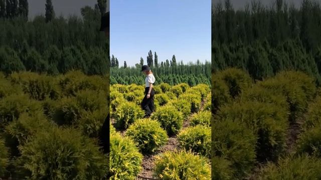 Туя западная Голден Глоб смотреть онлайн