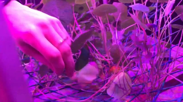 #19 Срез настурции смотреть онлайн