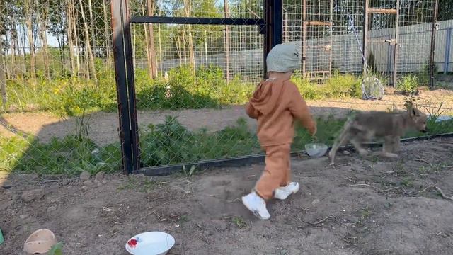 Волчонок вцепился в руку и ногу Ариадне 😱‼️ Парк Северных Волков 🐺 смотреть онлайн