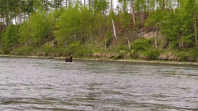 Рыбалка на р. Тумнин смотреть онлайн