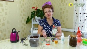 Замачивание семян. Обзор семян баклажанов для открытого грунта.