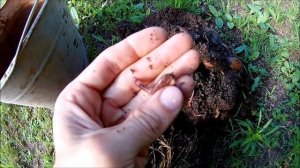 Разведение червей для рыбака и садовода в обычном ведре.