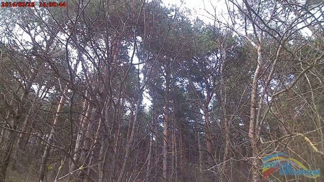 Сосновый бор Татарский лес смотреть онлайн