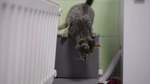 Котенок с врожденным дефектом лап смотреть онлайн